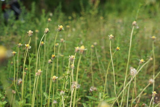 Bidens pilosa (also called ketul kebo, ketul sapi, jaringan, caringan, lanci thuwa, lancing thuwa, cing-lancingan, Spanish Needle, Blackjacks, Beggar ticks) with a natural background