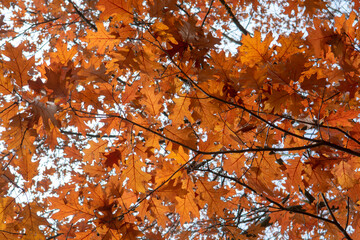 Red leaves of Northern red oak (Quercus rubra) in the autumn. Red oak fall foliage close up.