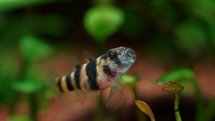 Freshwater micro bumblebee goby (Brachygobius sp.) yawning, showing detailed structures of gaping...