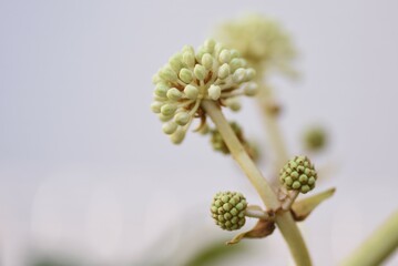 Japanese aralia ( Fatsia japonica ) flowers.
Araliaceae evergreen shrub. Flowering season is from October to December and is insect-pollinated. A medicinal plant containing saponins in its leaves.