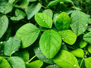 Water drops on green leaves with blurred background and narrow depth-of-field