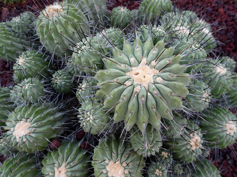 球状から円筒状のサボテンが集まる黒土冠（Copiapoa sinerea dealbata）