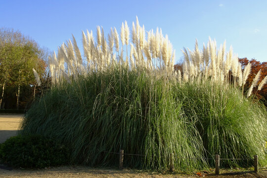 「調布」の画像 1,355 件の Stock 写真、ベクターおよびビデオ Adobe Stock