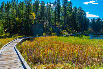 Boardwalk Over Wetlands at Bismarck Lake, Custer State Park, South Dakota, USA