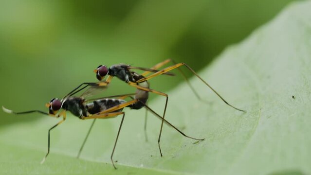A pair of Fungus Gnats with striped bodies are mating on the surface of a wild grass leaf