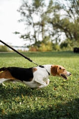 beagle pulling on the leash