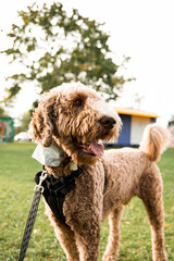 Poodle dog in the park