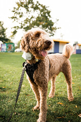 english cocker spaniel dog