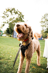 dog on the grass barking at a squirrel.