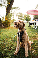 dog in the park sitting nicely
