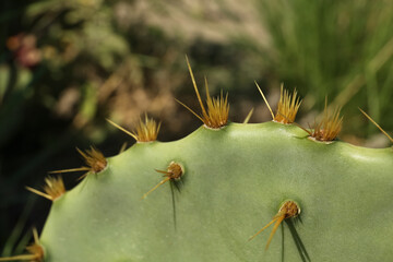Beautiful prickly pear cactus growing outdoors on sunny day, closeup. Space for text