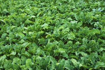 Beautiful view of beet plants with green leaves growing in field