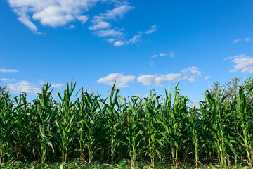 Beautiful view of corn growing in field