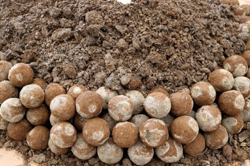 Pile of Em ball, Effective Microorganism ball for improvement soil and norish plant in organic farm.