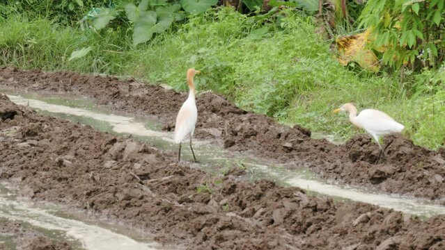 The fluffy white and brown Egret bird is foraging in the watery fields