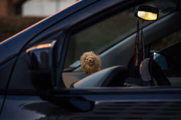Miniature toy lion on car dashboard
