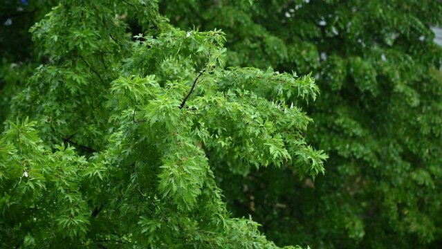 Tree branch and leaf in the rain in erope