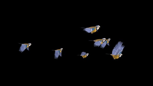 Blue Titmouse - Flying Birds - Flock of 7 - Transparent Loop - Side View - 3D Animation with Alpha Channel