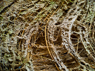 Close up of a coconut coir structure, shot on a coconut fiber tree, brown natural background for...