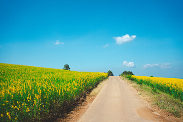 View countryside with road and jute tree has green stems and leaves, yellow flowers, looks beautiful. Popularly planted as an organic fertilizer.