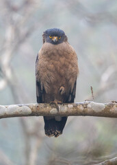 Crested Serpent Eagle