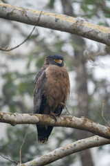 Crested Serpent Eagle