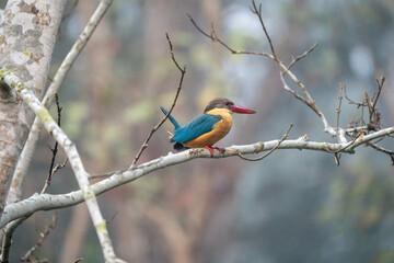 Stork Billed Kingfisher
