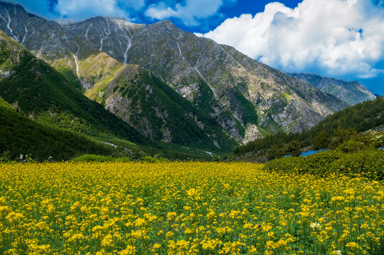 Meadow with yellow flowers. Chitkul, Himachal Pradesh, India July 2022: View of Chitkul village which is a popular tourist destination among backpacker nature lovers for its natural beauty of Himalaya