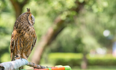 view of a bird, an owl sitting on a rag perch in a city park against a forest background from the edge of the photo and with a place to insert text on a solid green background