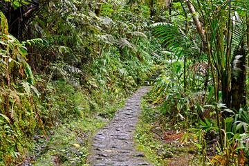 Hiking path through the El Yunque Rainforest on the island of Puerto Rico, the only tropical rain forest in the United States National Forest System