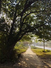 alley in the park
