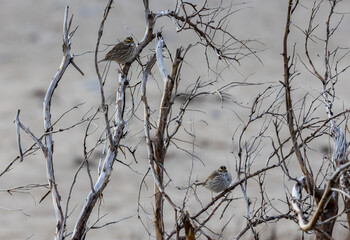 Savannah sparrows on a branch