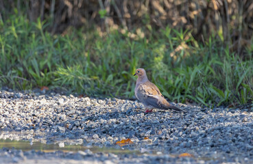 mourning dove on the ground