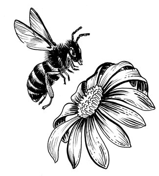 bee flying near flower black and white clip art preview