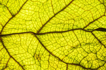 Obraz premium Close up detail of a beautiful backlit green leaf with veins and cellular structure patterns.