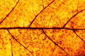 Dried brown leaf ,close up against the sun light