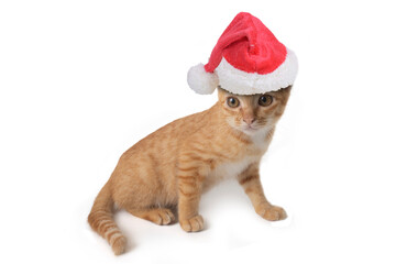 Little cute cat wearing red santa claus hat sitting on white background.