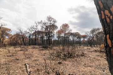Fototapeta premium burned forest 