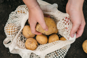 Woman hands taking organic potatoes from reusable string bag full of vegetables from market. Top view. Harvest concept. Healthy eating. Concept shopping.