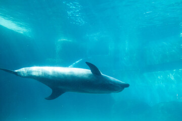 Naklejka premium イルカ