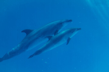 Fototapeta premium イルカ