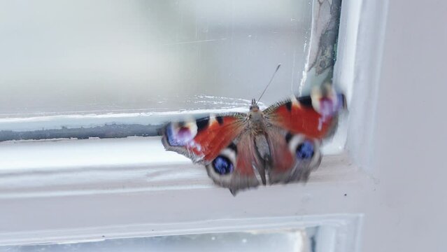 European Peacock Butterfly (Aglais io) Trying To Get Out On The Closed Window. - close up