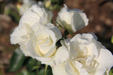 薔薇