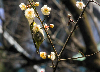 メジロと梅