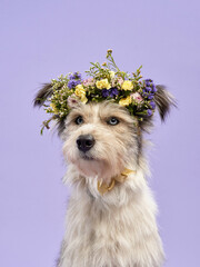 portrait of a beautiful dog in a flower wreath on the head on lilac background. Mix of breeds. Sweet Pet in the studio