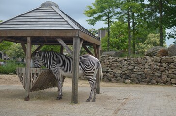 Beautiful African zebra eating in zoo enclosure
