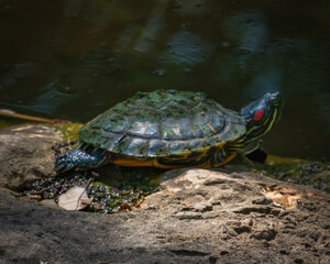 Lady Bird Johnson Wildflower Center in Austin, Texas