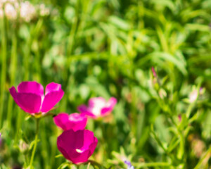 Lady Bird Johnson Wildflower Center in Austin, Texas