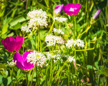 Lady Bird Johnson Wildflower Center In Austin, Texas