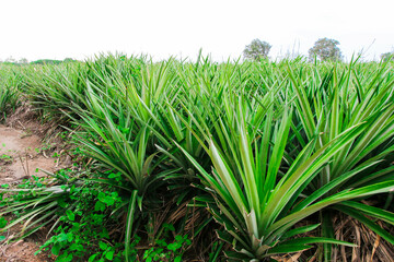 Greenhouse farm Hydroponics, Organic fresh harvested vegetables,Farm of Hydroponic Plantation, Fresh vegetables in hydroponic greenhouse garden nursery farm, smart farming